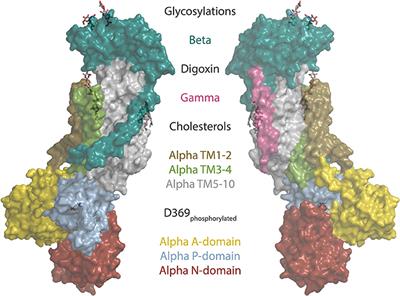 The Structure and Function of the Na,K-ATPase Isoforms in Health and Disease